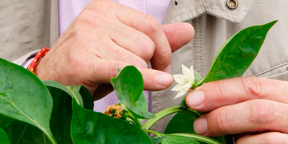 El biocontrol en agricultura