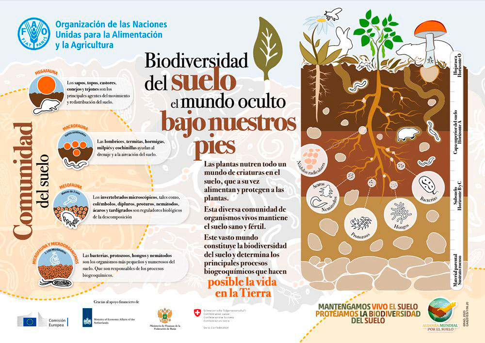 Biodiversidad del suelo