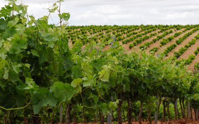 Bioestimulantes agrícolas en el Nuevo Reglamento Europeo de Fertilizantes