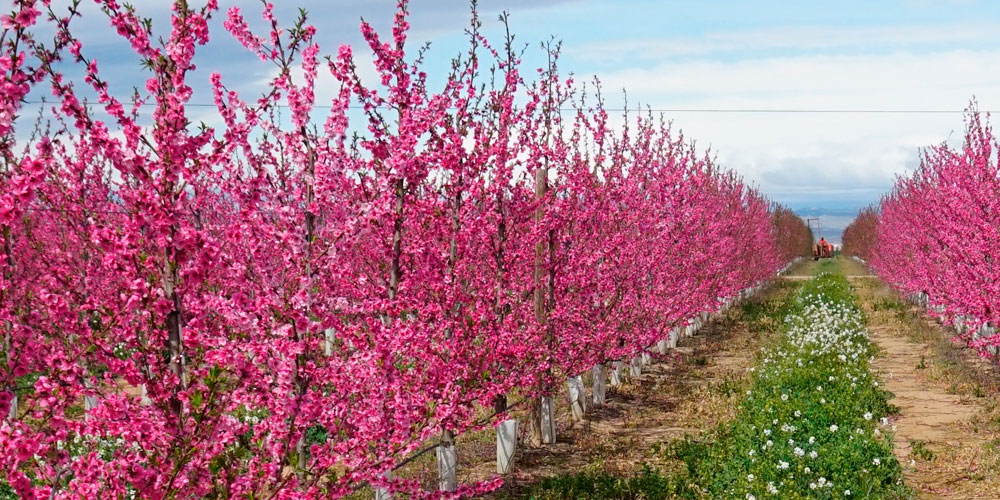 Campo de frutales en flor