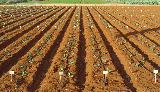 Campo de ensayos de fertilizantes JISA