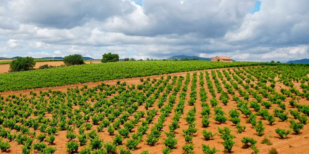 Campos de cultivo de vid en La Rioja