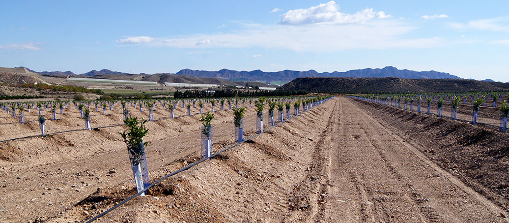 Campo de naranjos