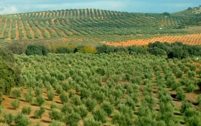 Abonado del olivar