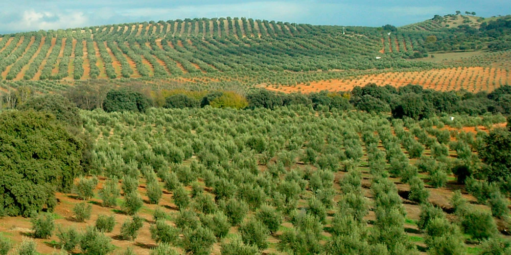 Abonado del olivar