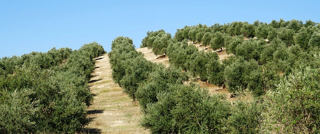 Campos de olivos en laderas
