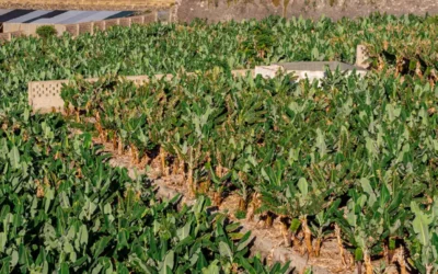 Plan de abonado del plátano de Canarias