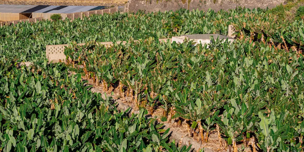 Plan de abonado del plátano de Canarias