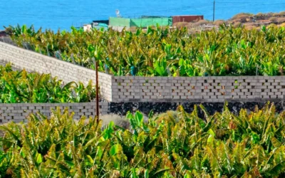 La agricultura en Canarias