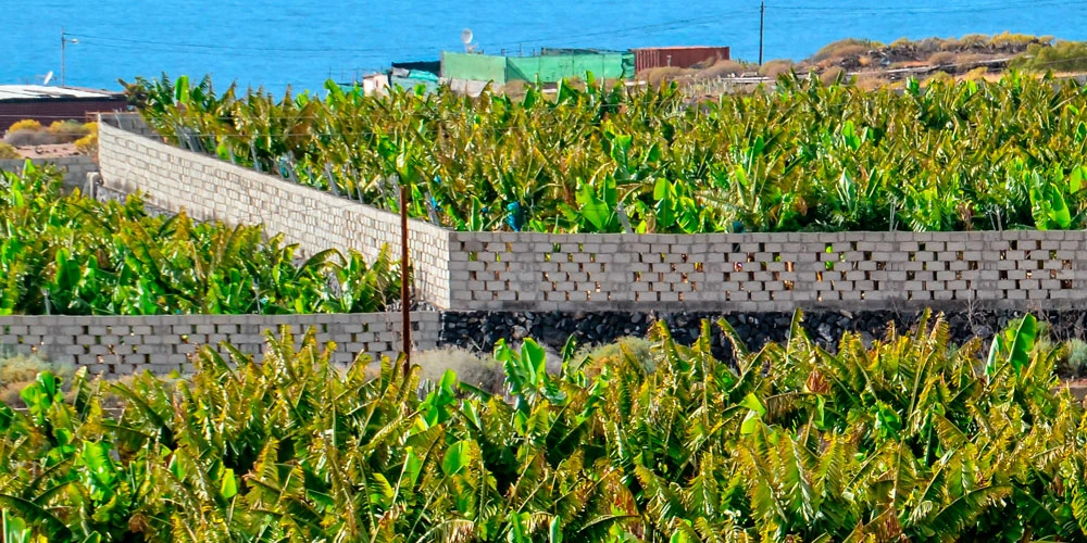 Campos plantados de plataneras en Canarias