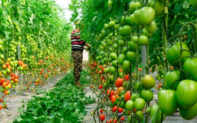 Calcio agrícola