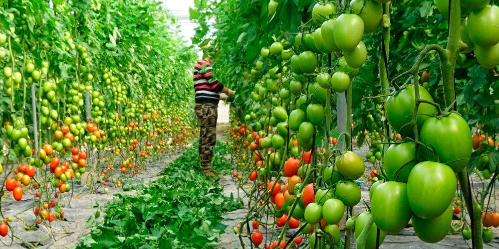 Calcio agrícola