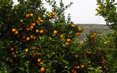 Aporte de ácidos húmicos y fúlvicos en cítricos