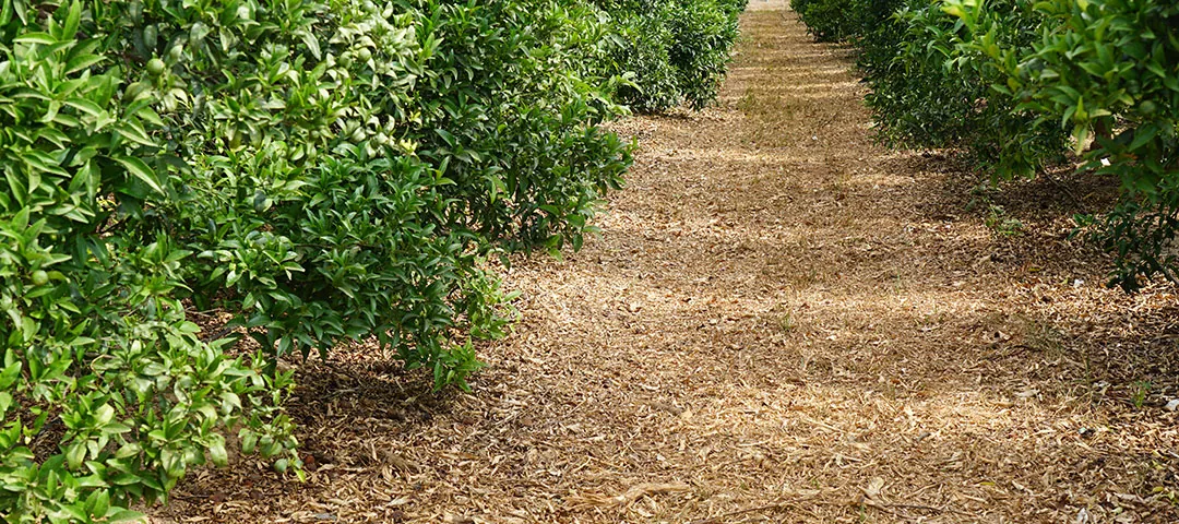 Cítricos cultivados en agricultura regenerativa Cítricos cultivados en agricultura regenerativa