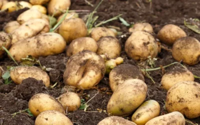 Plan de abonado del cultivo de la patata