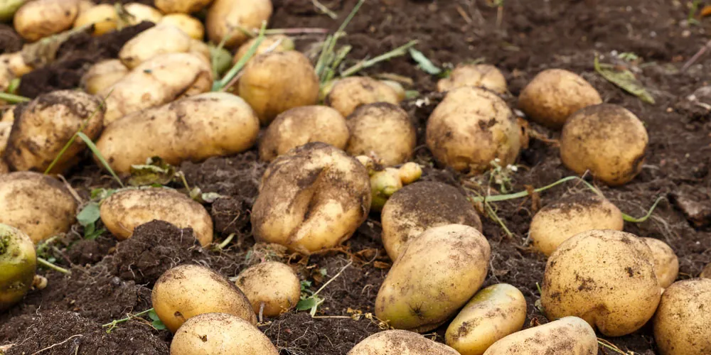 Cosecha de patatas en campo