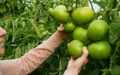 Plan de abonado del tomate