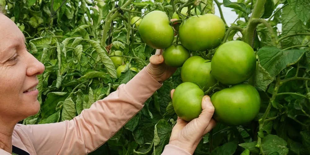 Cosecha de tomate en invernadero