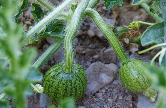 Cuaje de sandías, melón, calabacín, pimientos y tomates