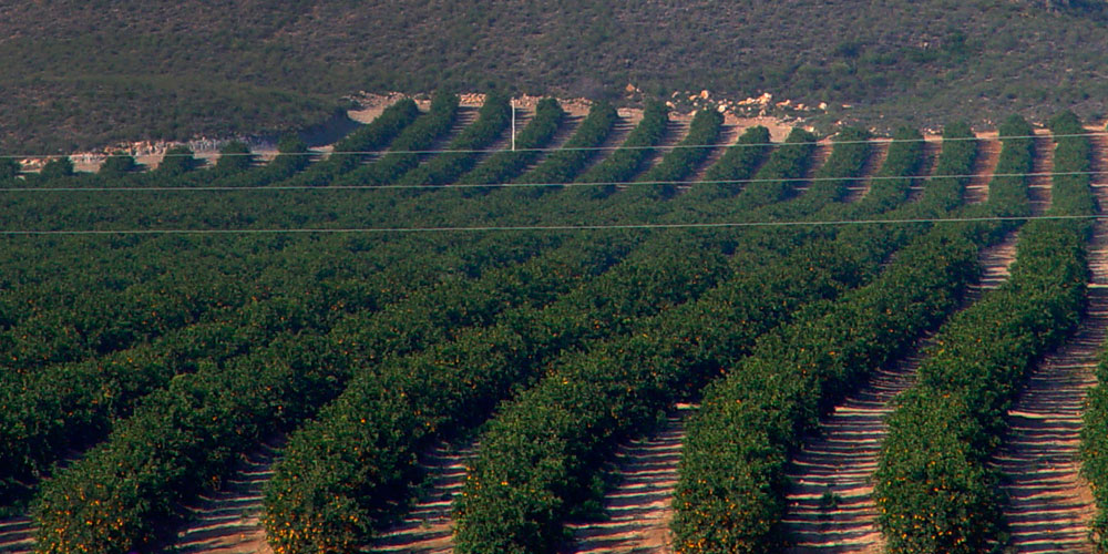 Mejorar la tolerancia de las plantas ante el estrés hídrico