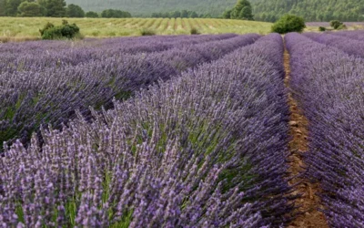 Cultivo de plantas aromáticas y medicinales en España
