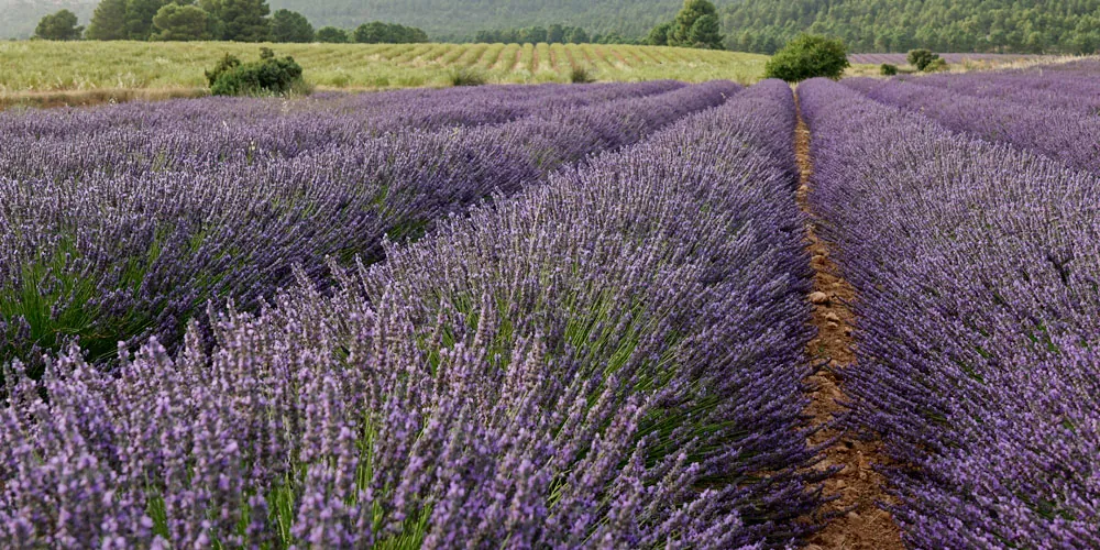 Cultivo de lavandín