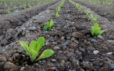 Día internacional de la conservación del suelo