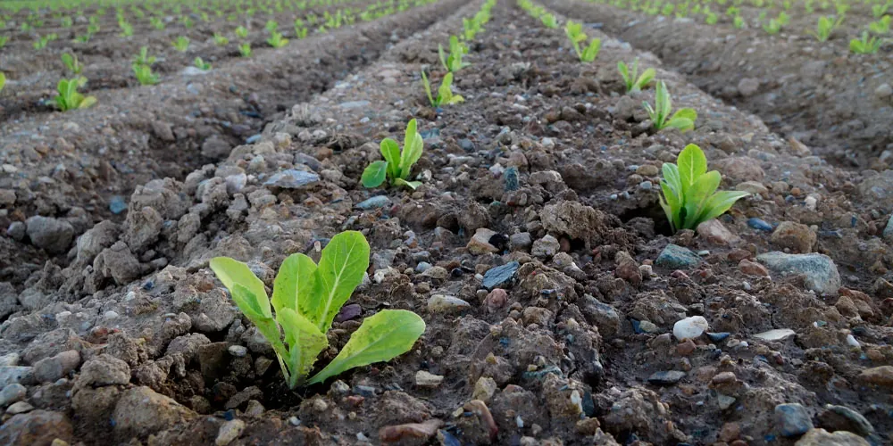 Cultivo de lechugas en un suelo vivo