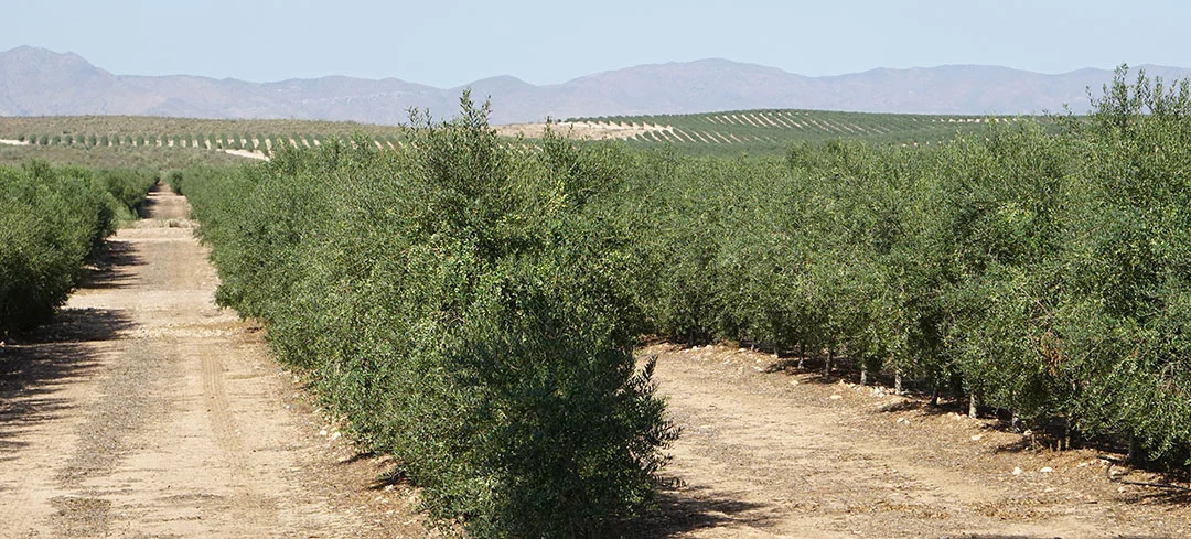 Campos de olivos en seto