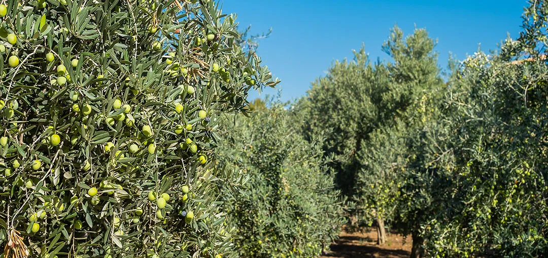 Cultivo de olivos en Italia