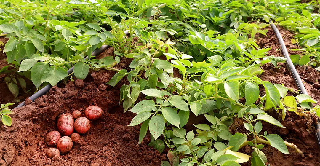Cultivo de papa canaria con riego localizado