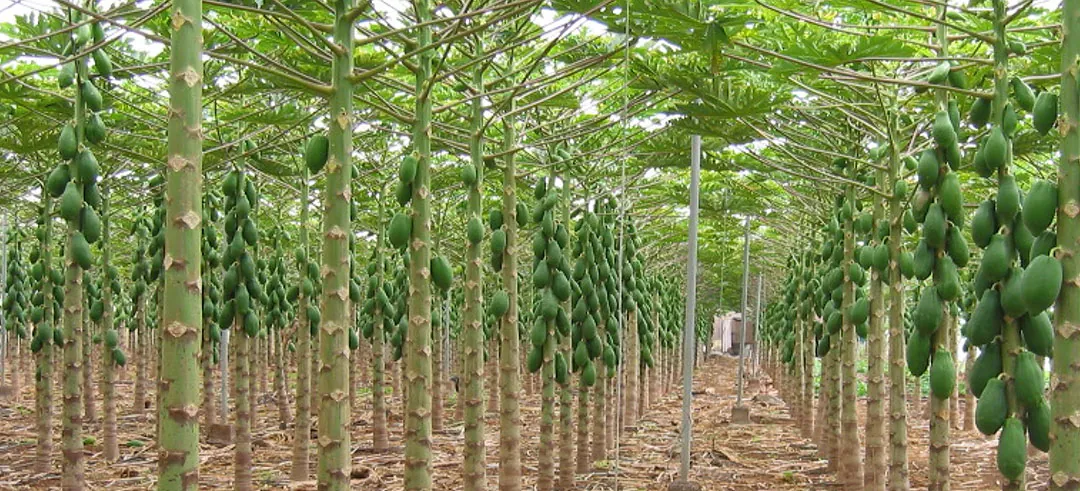 Cultivo de papaya en Canarias
