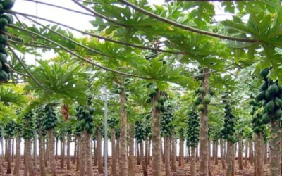 Plan de abonado del cultivo de papaya
