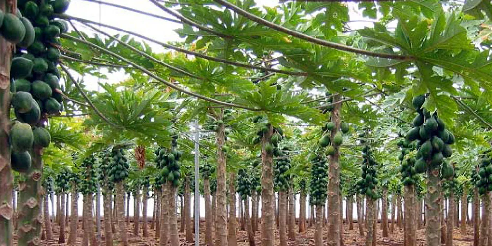 Cultivo de papaya en Tenerife