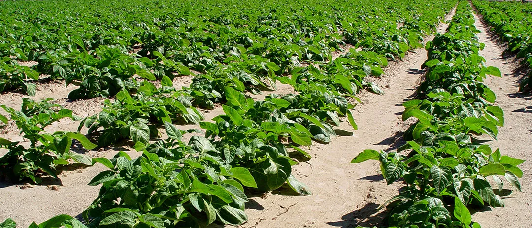 Cultivo de patatas en Valencia Cultivo de patatas en Valencia