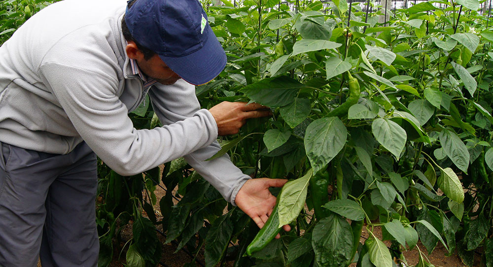 Cultivo de pimientos tipo italiano