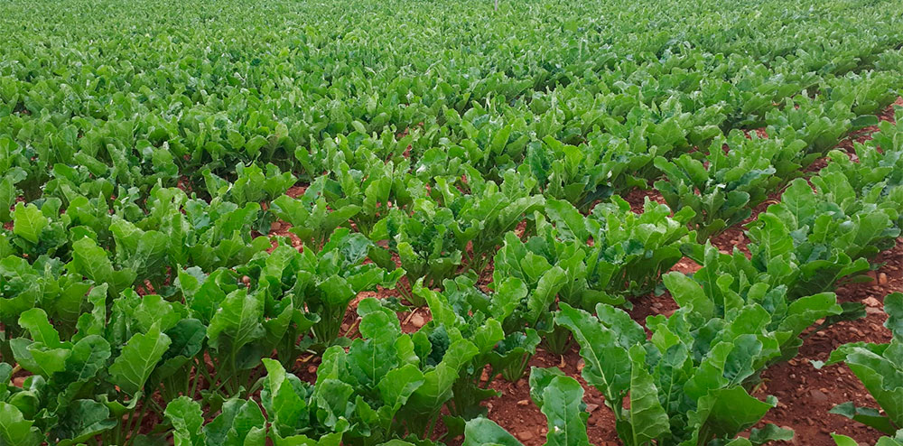 Cultivo de remolacha en La Rioja