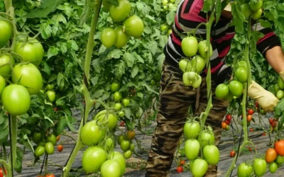 El cultivo del tomate en Canarias