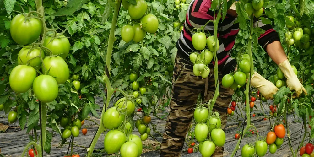 El cultivo del tomate en Canarias