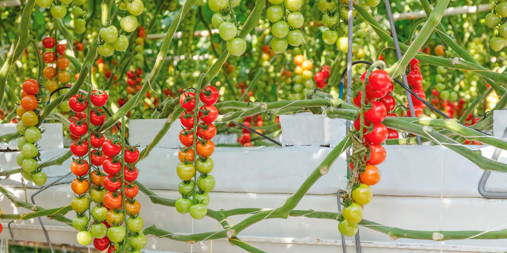 Cultivo de tomate en lana de roca