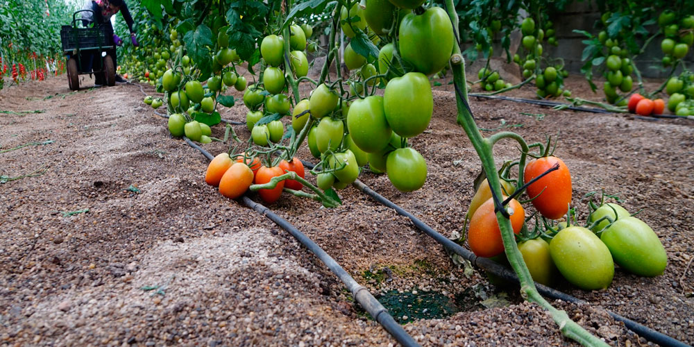 Cultivo de tomate fertilizado con abonos cristalinos