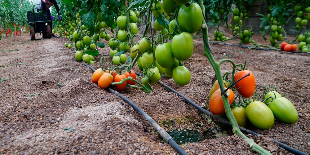 Abonos cristalinos