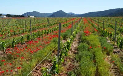 La agricultura regenerativa: fundamentos, situación y uso de insumos
