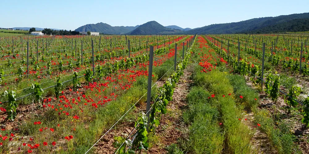 Cultivo de vid en agricultura regenerativa