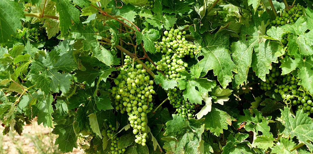 Cultivo de vid en La Rioja Cultivo de vid en La Rioja
