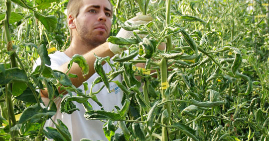 Expertos en agronutrientes y bioestimulantes agrícolas