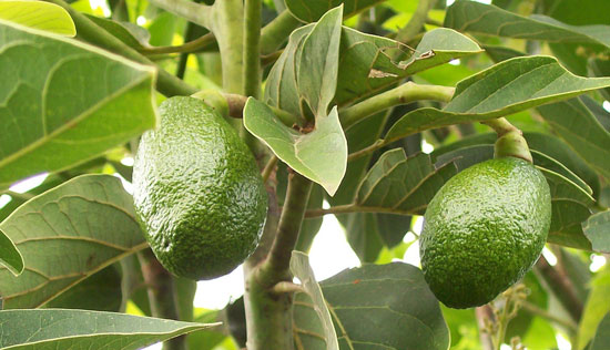 Engorde de los frutos del aguacate y mango