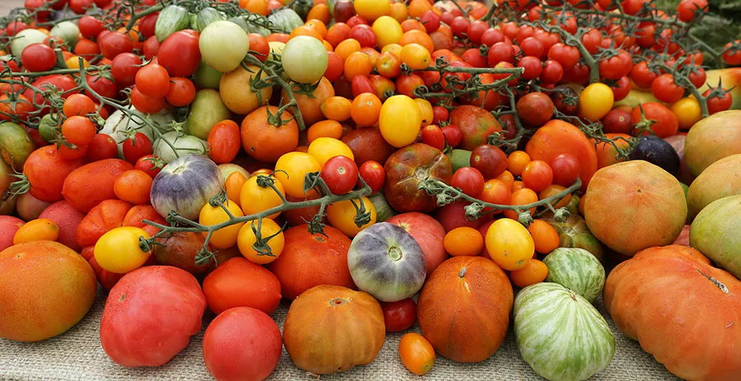 Especialidades en tipos de tomates