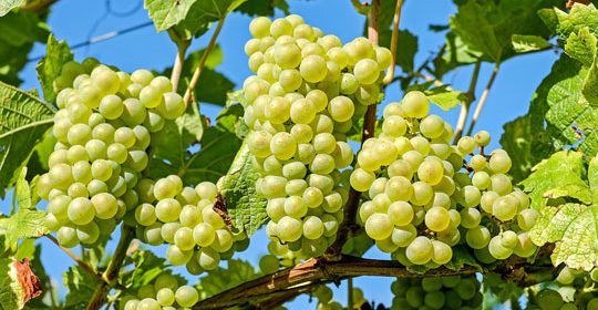 Nuevo Real Decreto de productos fertilizantes