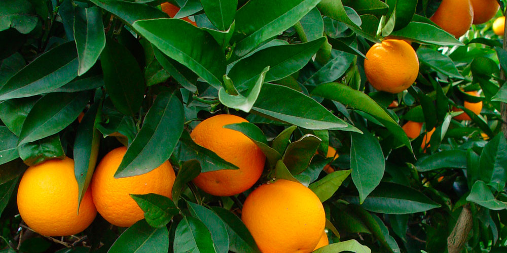 Fertilización de naranjos con cobre